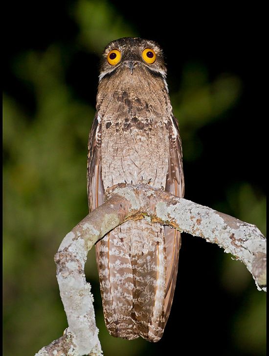 potoo bird