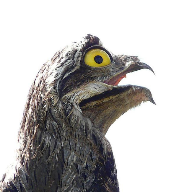 potoo bird