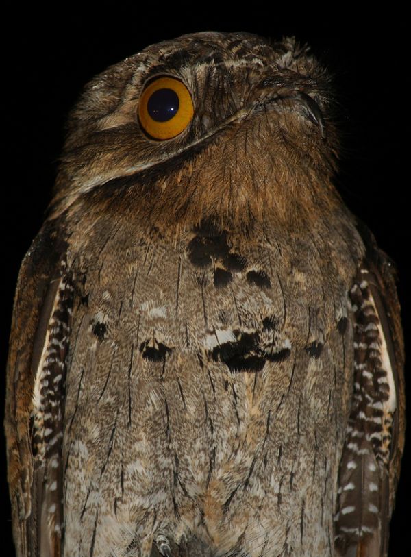 potoo bird