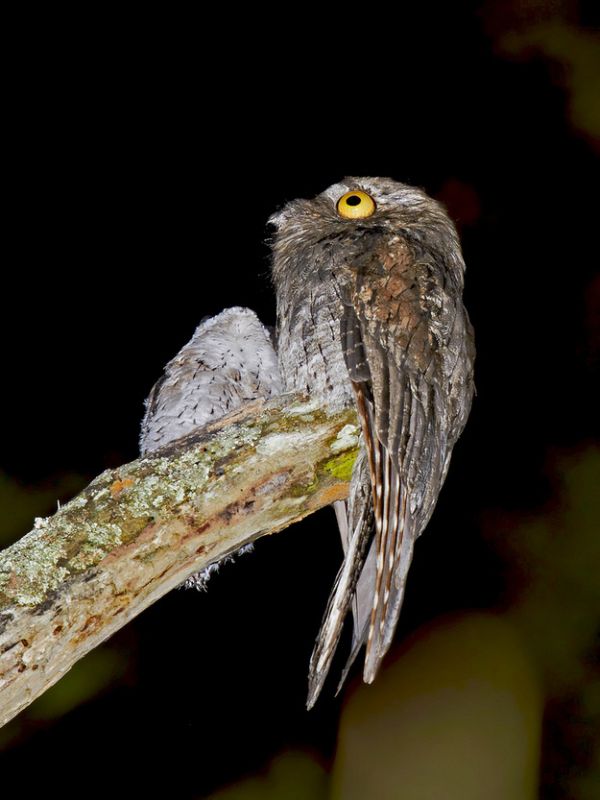 potoo bird