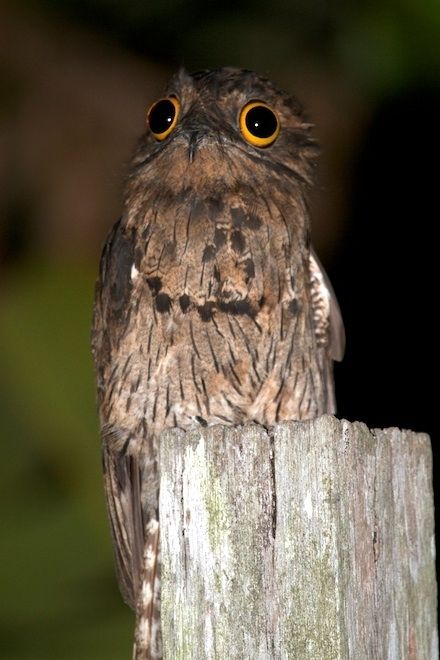 potoo bird