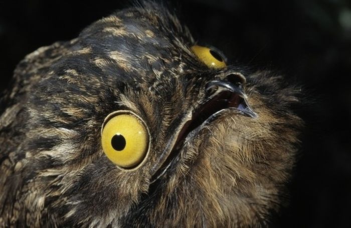 potoo bird