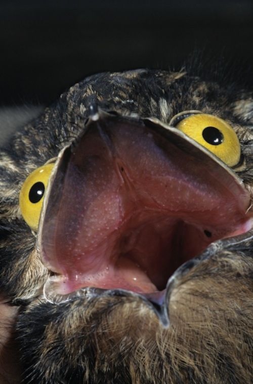 potoo bird