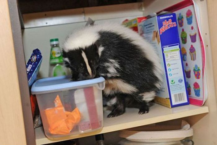 Stush, skunk pet