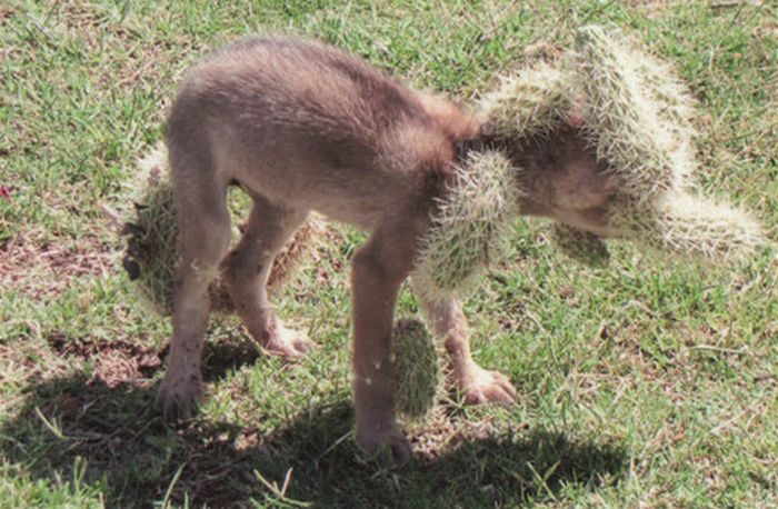 coyote rescued from cholla cactus