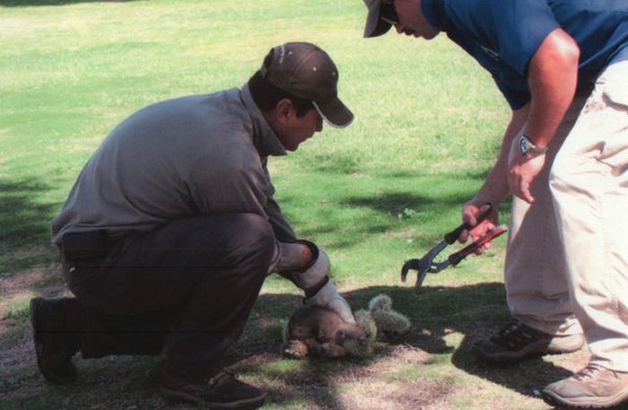 coyote rescued from cholla cactus