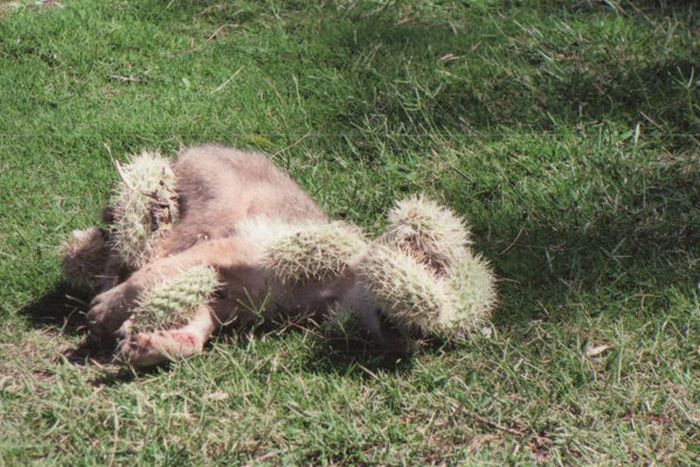 coyote rescued from cholla cactus