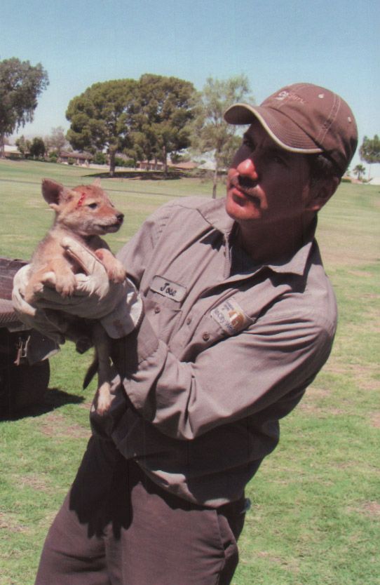 coyote rescued from cholla cactus