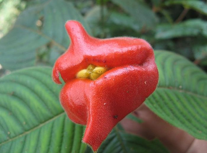 Psychotria Elata