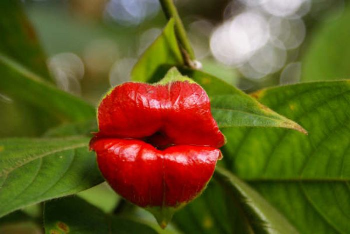 Psychotria Elata