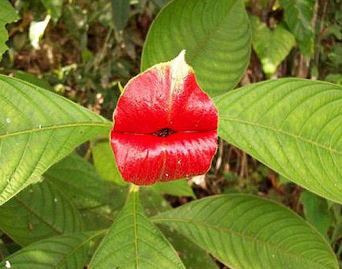 Psychotria Elata