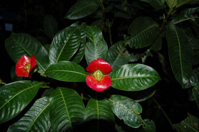 Psychotria Elata