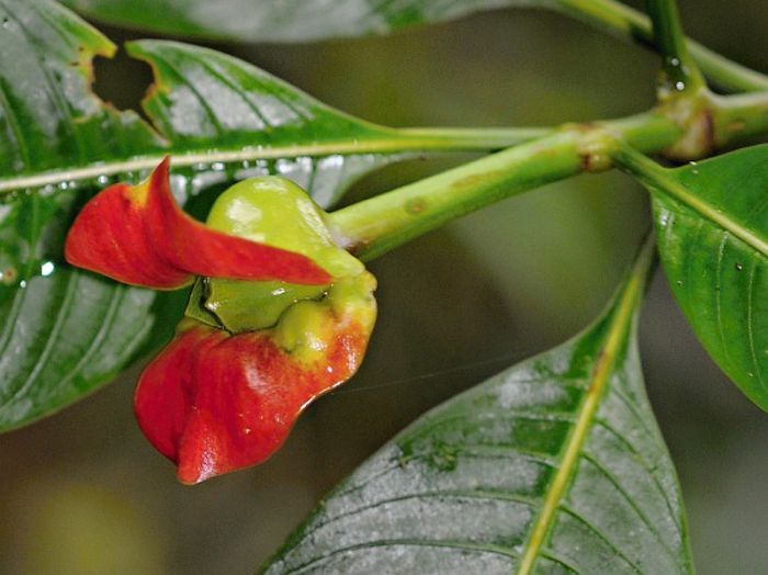 Psychotria Elata