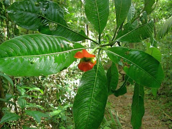 Psychotria Elata