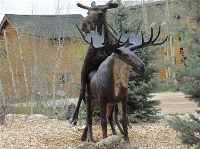 Moose in love with a statue, Grand Lake, Colorado, United States