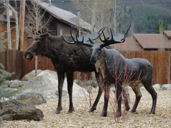 Moose in love with a statue, Grand Lake, Colorado, United States
