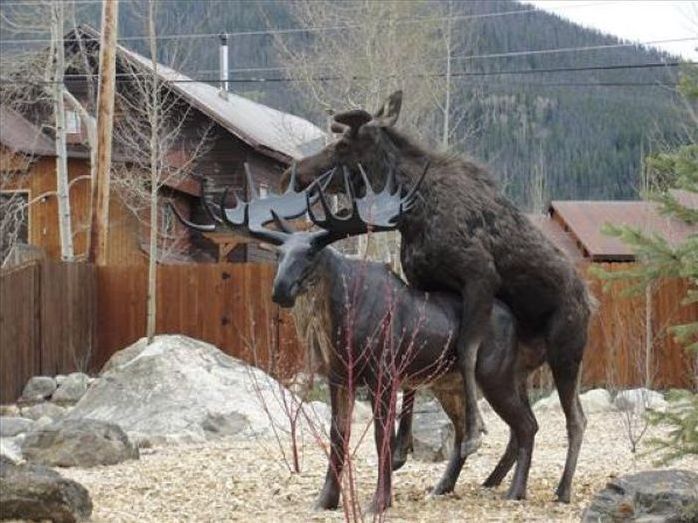 Moose in love with a statue, Grand Lake, Colorado, United States