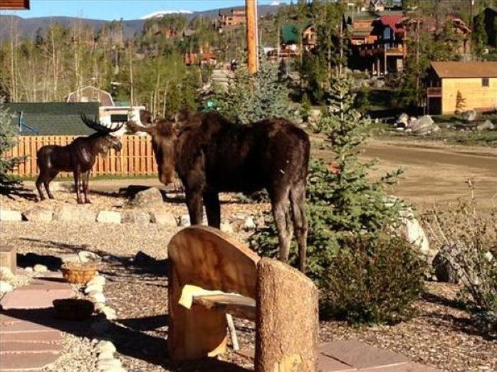 Moose in love with a statue, Grand Lake, Colorado, United States