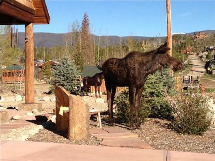 Moose in love with a statue, Grand Lake, Colorado, United States