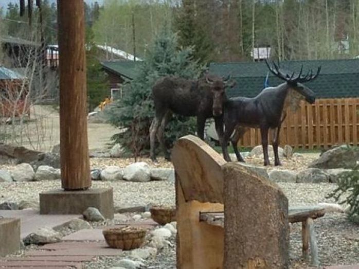 Moose in love with a statue, Grand Lake, Colorado, United States