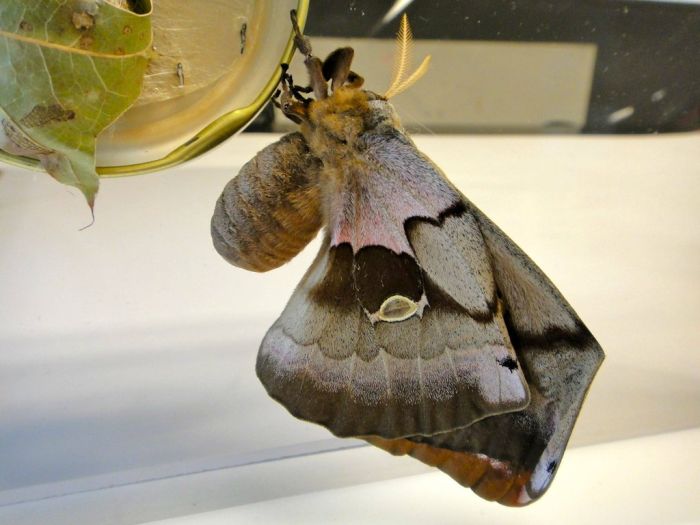 Transformation of Antheraea Polyphemus Moth