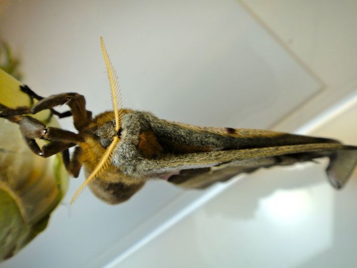 Transformation of Antheraea Polyphemus Moth