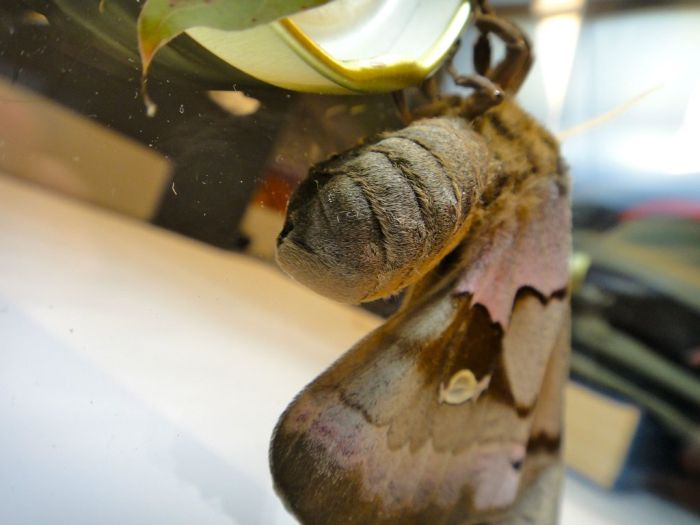 Transformation of Antheraea Polyphemus Moth