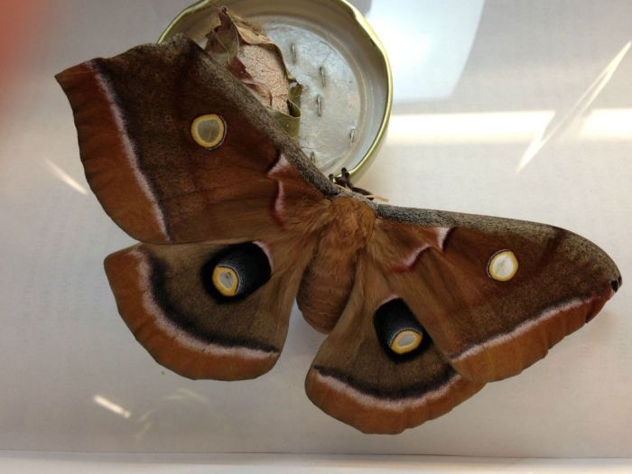 Transformation of Antheraea Polyphemus Moth