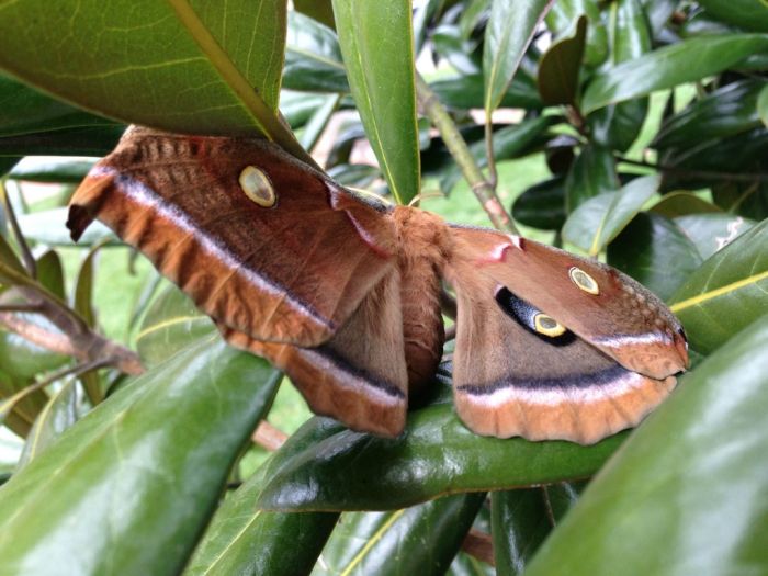 Transformation of Antheraea Polyphemus Moth