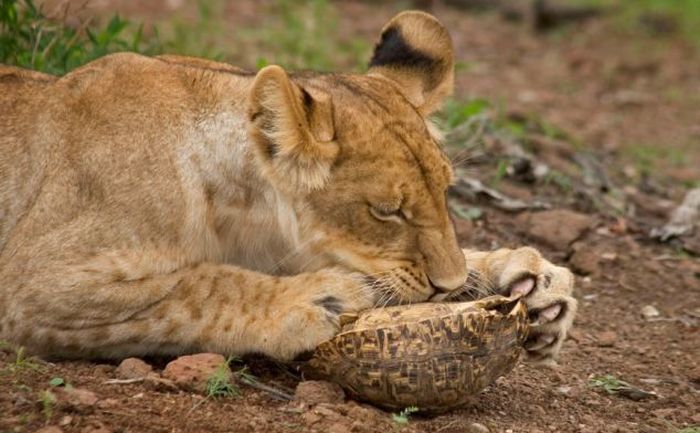 tortoise survived a lion attack