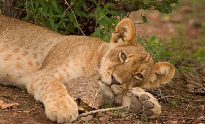 tortoise survived a lion attack