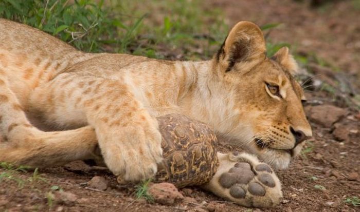 tortoise survived a lion attack