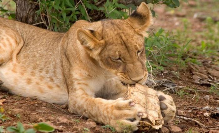 tortoise survived a lion attack