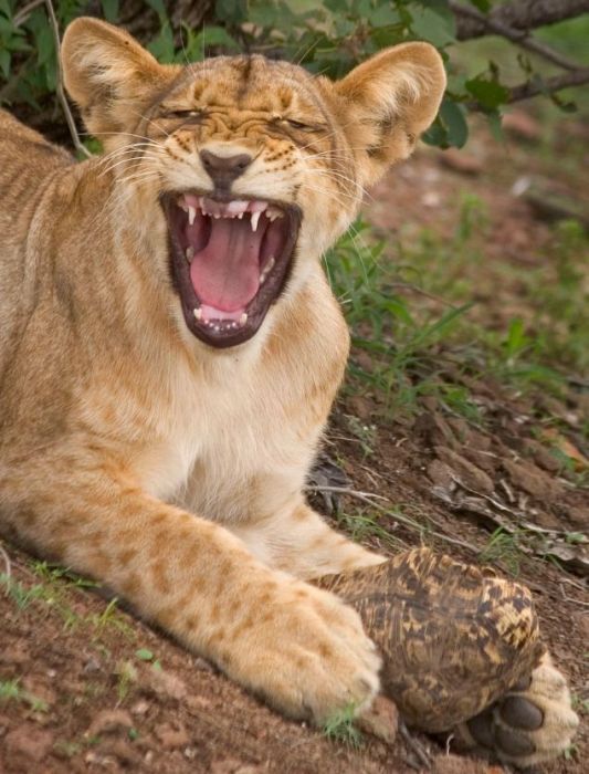 tortoise survived a lion attack