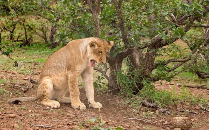 tortoise survived a lion attack