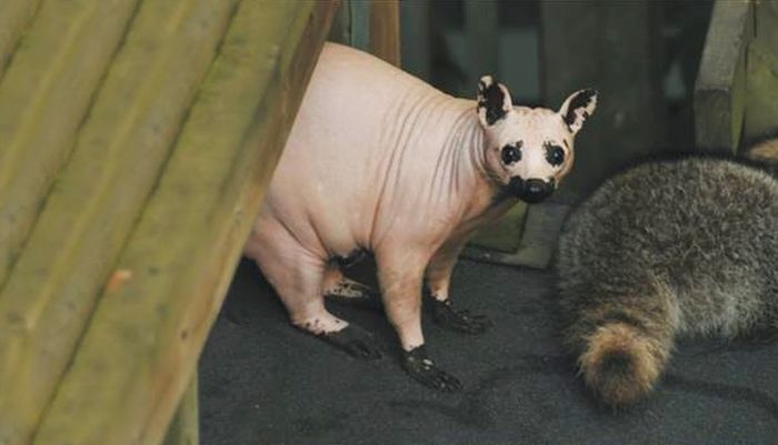 bald racoon