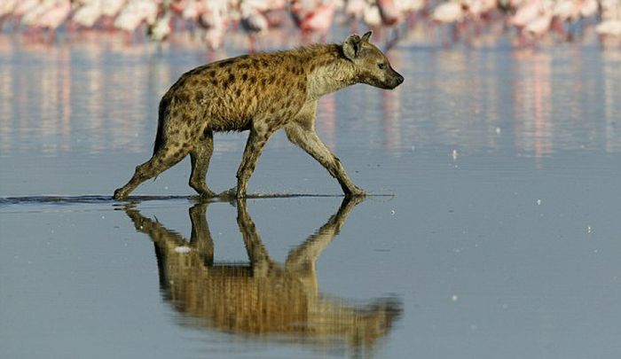 hyena catches a flamingo