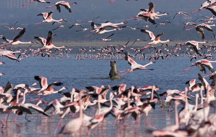 hyena catches a flamingo