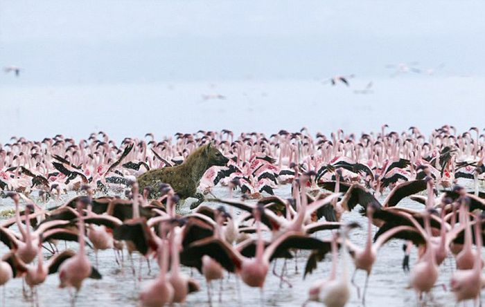 hyena catches a flamingo