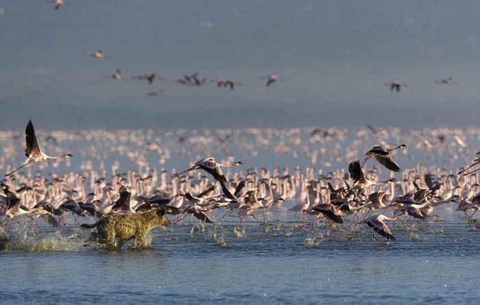 hyena catches a flamingo