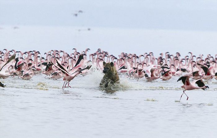 hyena catches a flamingo