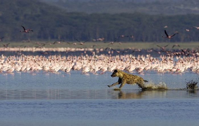 hyena catches a flamingo