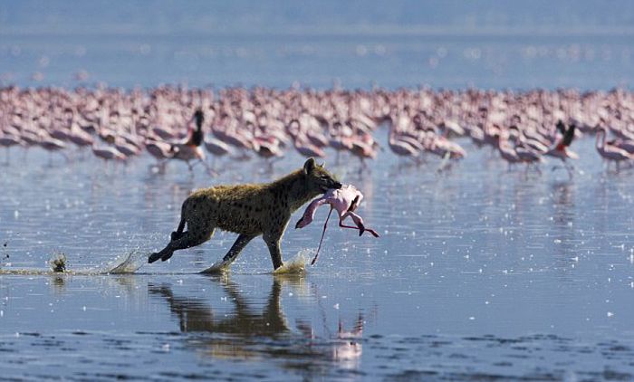 hyena catches a flamingo