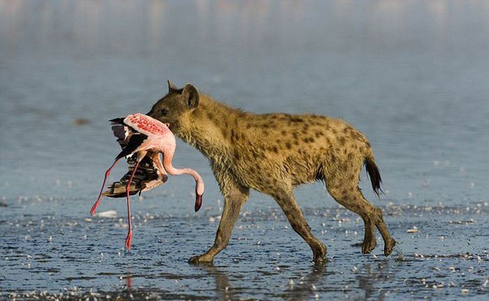 hyena catches a flamingo