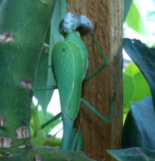 newborn mantises