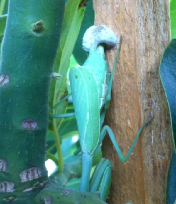 newborn mantises