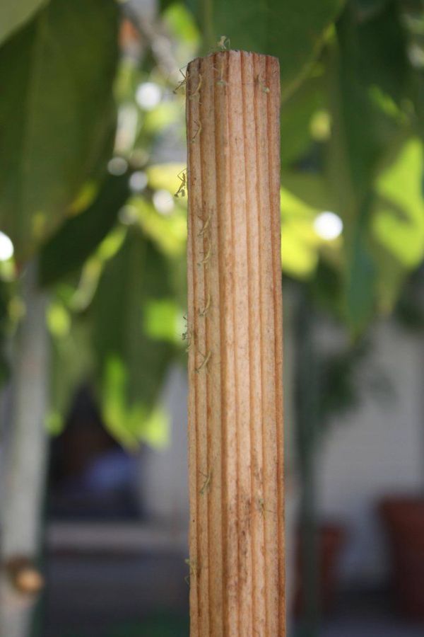 newborn mantises