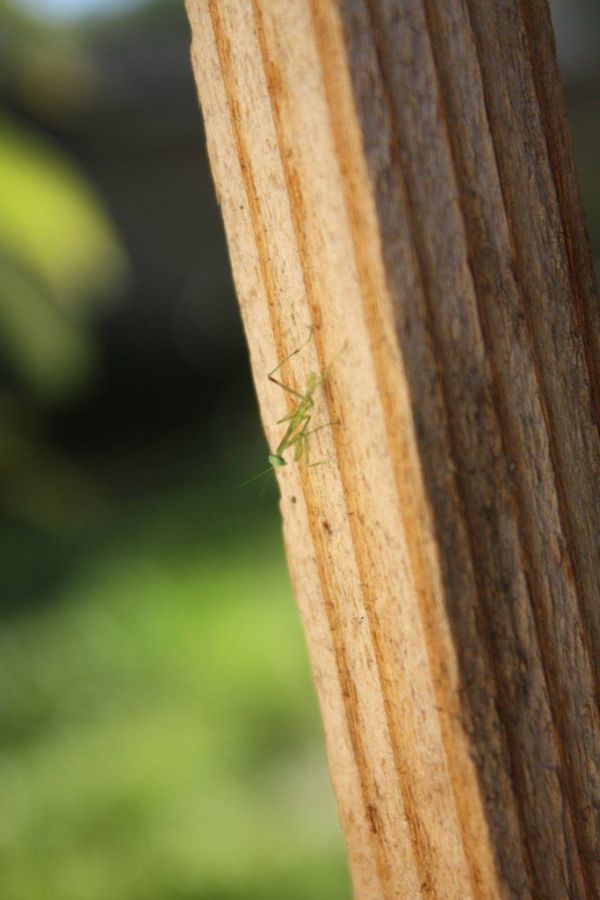 newborn mantises