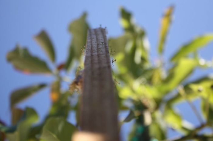 newborn mantises