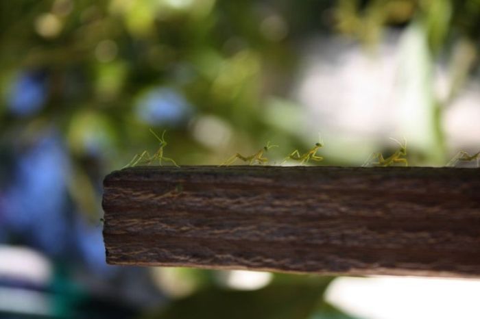 newborn mantises